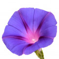 گل صبح شکوه Morning Glory Flower